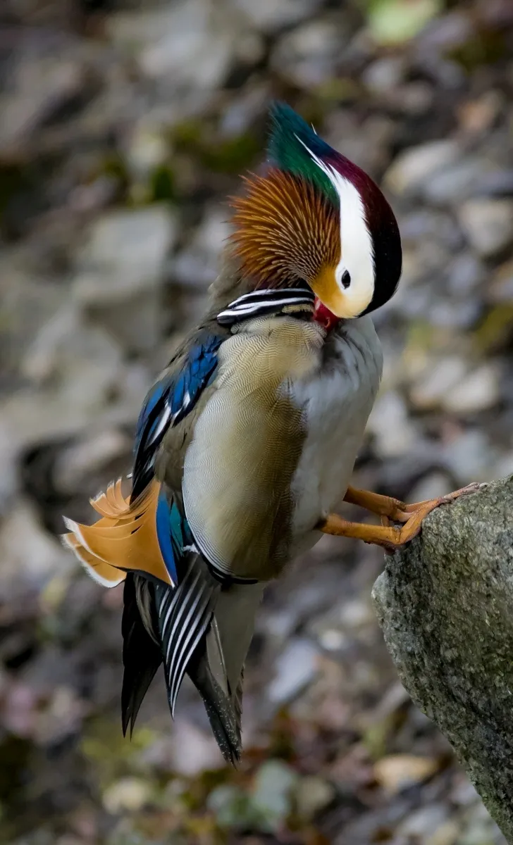 Mandarin duck perched on a rock
